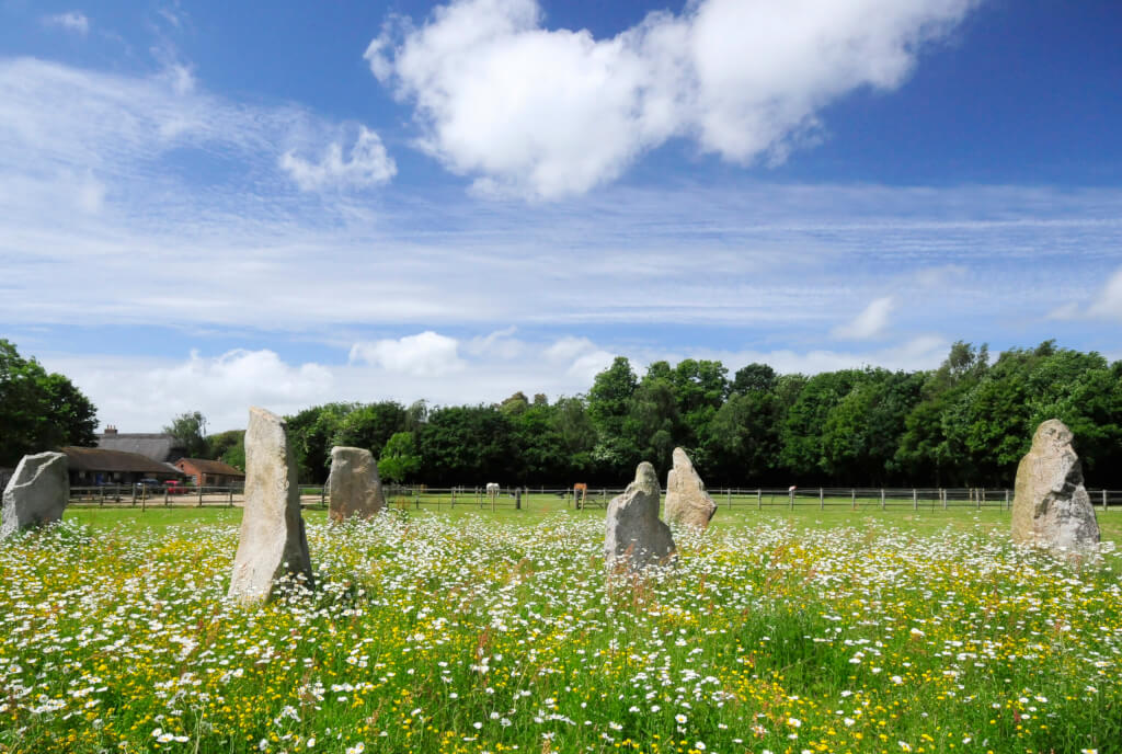 Standing Stones standing proud of a sea of buttercups and daisies