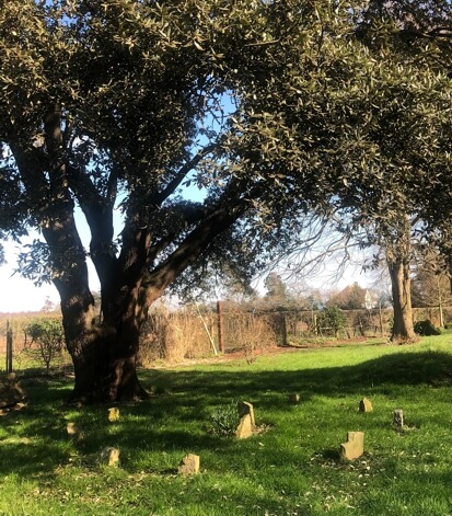 This is a colour photo. It shows a medium sized piece of grass. Near the camera is a small stone circle of eight stones, evenly spaced around the circumference with a central stone. The stones are yellowish, probably sandstone and they are in dappled shade beneath the branches of a large rowan tree whose trunk is immediately behind the circle to the left. The shade gets deeper to the back and right and the rest of the grass is in bright sunshine. There is another large tree towards the back of the picture on the rightwhose branches are hidden by those of the rowan. A 2m fence runs from near left to far right which forms the horizon except for two distant trees and a red-roofed house with a white gable end to the left of the right hand tree. The sky at the top of the picture is bright blue, but there is little visible through the rowan and the blue fades to a creamy white from top to bottom of the picture.