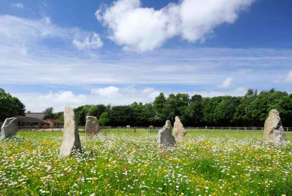 This colour photo shows six standing stones in a field of green grass which is overrun with buttercups and daisies. There is bright sunshine. Behind the stones, in the middle distance, is a wooden post and rail fence and beyond that a flat green field. The far side of the far field has a row of mature trees in full leaf. They seem to be mostly oak. There is a low building in the distance behind the leftmost stones. The sky is blue with some very high thin white cloud and one or two fluffy white good-weather clouds that are lower.